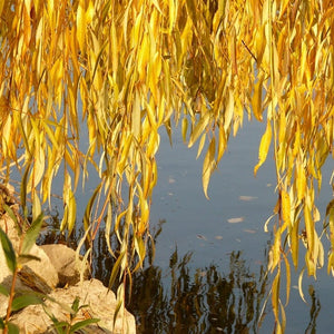 Golden Weeping Willow Tree | Salix Chrysocoma Ornamental Trees