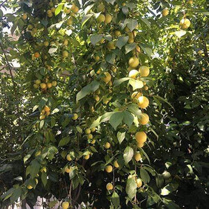 Old Greengage Plum Tree Fruit Trees