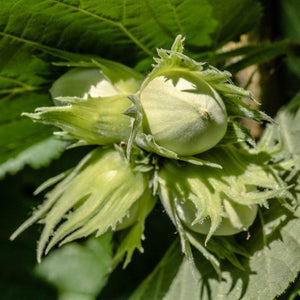 Hazel Tree | Corylus avellana Ornamental Trees