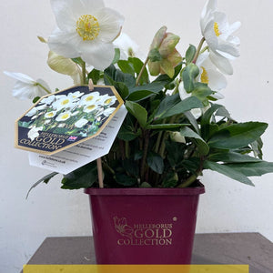 'Linda' Helleborus x Lemperii | Hellebore Gold Collection® Perennial Bedding