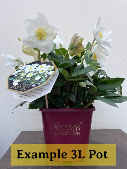 'Jesse' Christmas Rose | Hellebore Gold Collection® Perennial Bedding