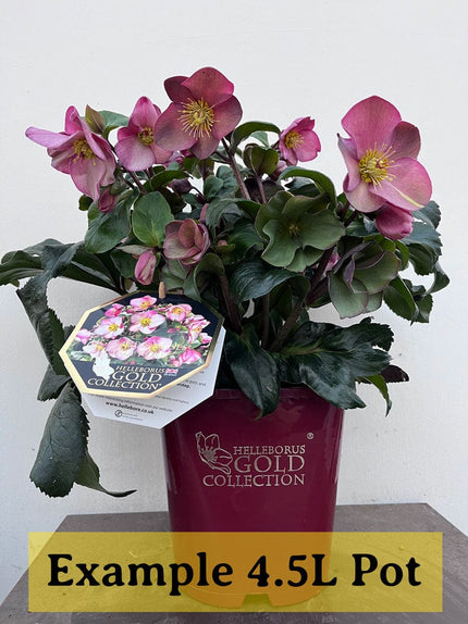 'Rosali' Snow Rose | 'Ice N' Roses®' Series | Hellebore Gold Collection® Perennial Bedding