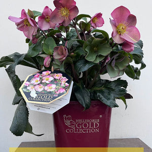 'Rose' Snow Rose | 'Ice N' Roses®' Series | Hellebore Gold Collection® Perennial Bedding