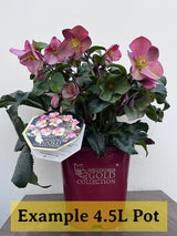 'Dark Picotee' Snow Rose | 'Ice N' Roses®' Series | Hellebore Gold Collection® Perennial Bedding