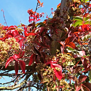 Chinese Virginia Creeper | Parthenocissus henryana Climbing Plants