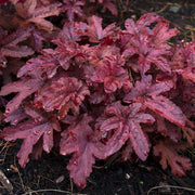 Heucherella 'Red Rover' | 3L Pot Perennial Bedding