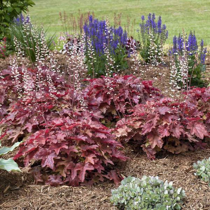 Heucherella 'Red Rover' | 3L Pot Perennial Bedding