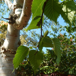 Himalayan Birch Tree | Betula Utilis Jacquemontii Ornamental Trees