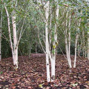 Himalayan Birch Tree | Betula Utilis Jacquemontii Ornamental Trees