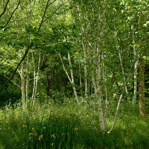 Himalayan Birch Tree | Betula Utilis Jacquemontii Ornamental Trees