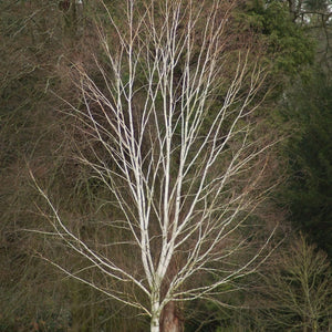 Himalayan Birch Tree | Betula Utilis Jacquemontii Ornamental Trees
