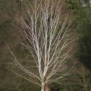 Himalayan Birch Tree | Betula Utilis Jacquemontii Ornamental Trees