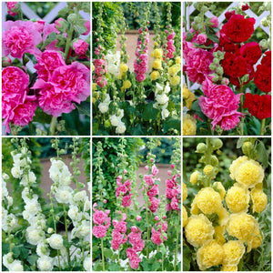 Hollyhock Collection Perennial Bedding