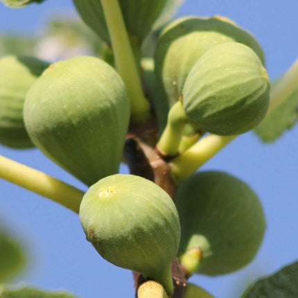 Ice Crystal Fig Tree Soft Fruit