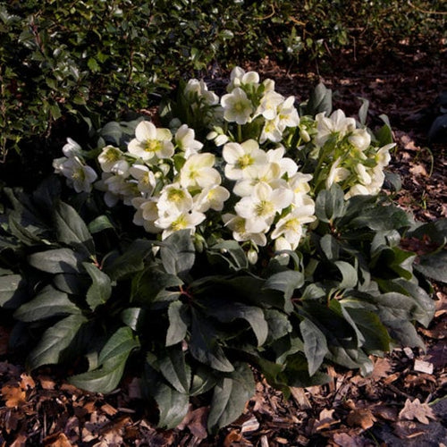 'Ice Breaker Max' Snow Rose | Hellebore Gold Collection® Perennial Bedding