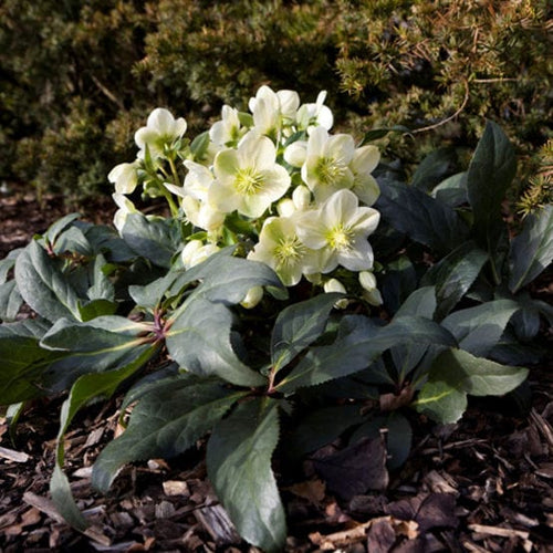 'Ice Breaker Max' Snow Rose | Hellebore Gold Collection® Perennial Bedding