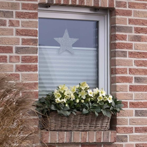 'Ice Breaker Max' Snow Rose | Hellebore Gold Collection® Perennial Bedding