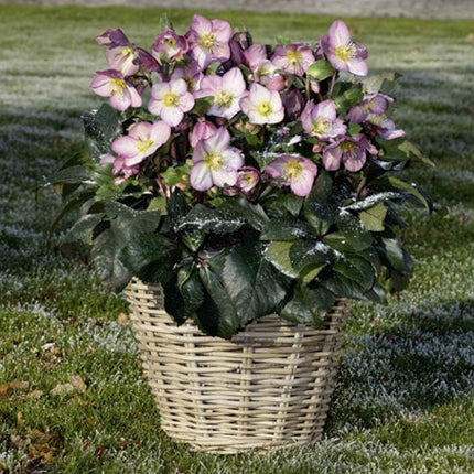 'Rose' Snow Rose | 'Ice N' Roses®' Series | Hellebore Gold Collection® Perennial Bedding