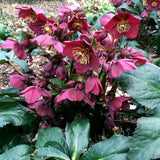 'Red' Snow Rose | 'Ice N' Roses®' Series | Hellebore Gold Collection® Perennial Bedding