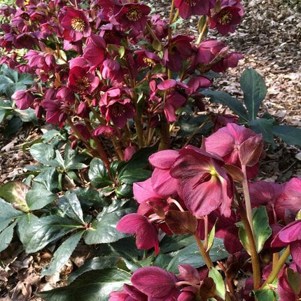 'Red' Snow Rose | 'Ice N' Roses®' Series | Hellebore Gold Collection® Perennial Bedding