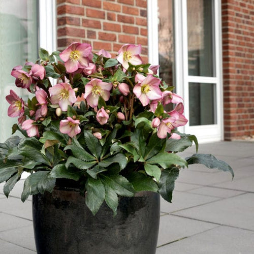 'Rose' Snow Rose | 'Ice N' Roses®' Series | Hellebore Gold Collection® Perennial Bedding