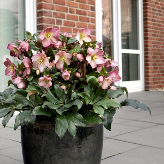 'Rose' Snow Rose | 'Ice N' Roses®' Series | Hellebore Gold Collection® Perennial Bedding