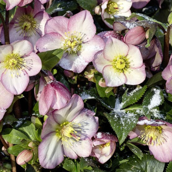 'Rose' Snow Rose | 'Ice N' Roses®' Series | Hellebore Gold Collection® Perennial Bedding