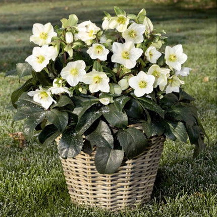 'White' Snow Rose | 'Ice N' Roses®' Series | Hellebore Gold Collection® Perennial Bedding
