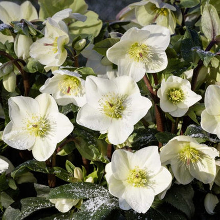 'White' Snow Rose | 'Ice N' Roses®' Series | Hellebore Gold Collection® Perennial Bedding