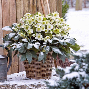 'White' Snow Rose | 'Ice N' Roses®' Series | Hellebore Gold Collection® Perennial Bedding