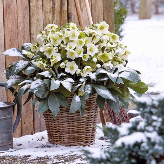 Full Season Hellebore Collection | Hellebore Gold Collection® Perennial Bedding
