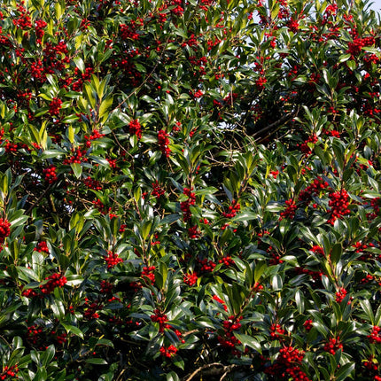 English Holly | Ilex aquifolium Ornamental Trees