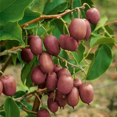 Ken's Red Hardy Kiwi Plant Soft Fruit