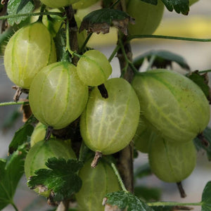 Invicta Gooseberry Bush Soft Fruit