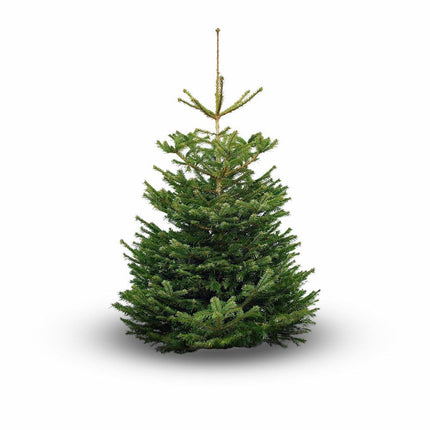 6ft Premium Cut Real Christmas Tree | Nordmann Fir Christmas Trees