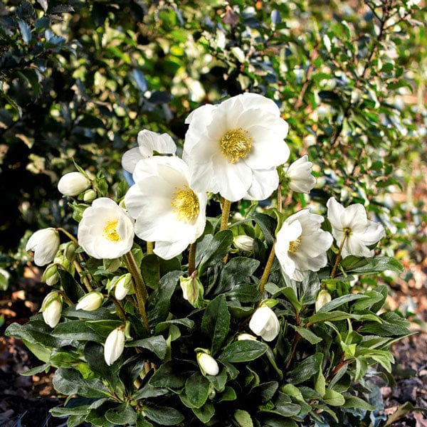 'Jesse' Christmas Rose | Hellebore Gold Collection® Perennial Bedding