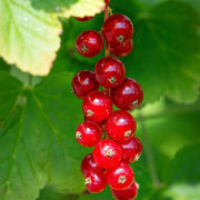 Jonkheer van Tets' Redcurrant Plant Soft Fruit
