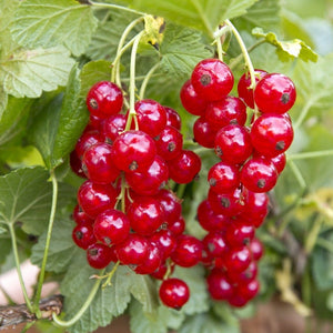 Jonkheer van Tets' Redcurrant Plant Soft Fruit