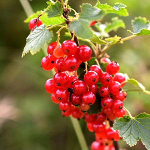 Jonkheer van Tets' Redcurrant Plant Soft Fruit