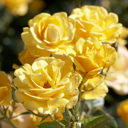 Joyful Sunshine' Hybrid Tea Rose Shrubs