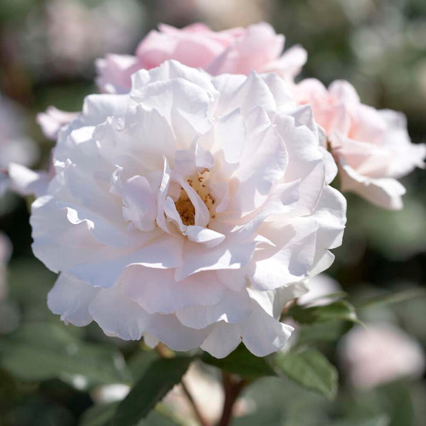 A Whiter Shade of Pale' Hybrid Tea Rose Shrubs