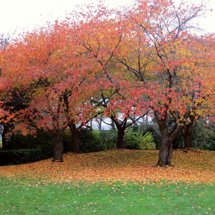 Japanese Cherry Blossom Tree | Prunus serrulata 'Kanzan' Ornamental Trees