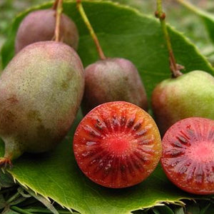 Ken's Red Hardy Kiwi Plant Soft Fruit