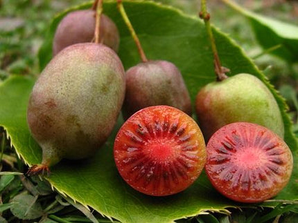 Ken's Red Hardy Kiwi Plant Soft Fruit