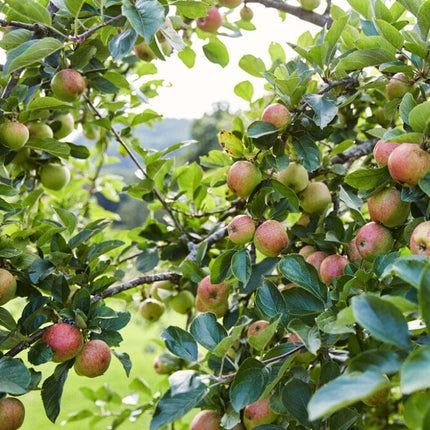 Kidd's Orange Pippin' Apple Tree Fruit Trees