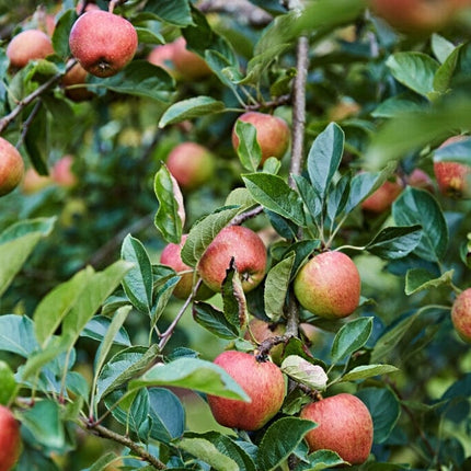 Kidd's Orange Pippin' Apple Tree Fruit Trees