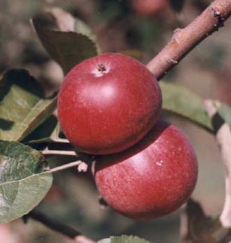 Kingston Black' Apple Tree Fruit Trees
