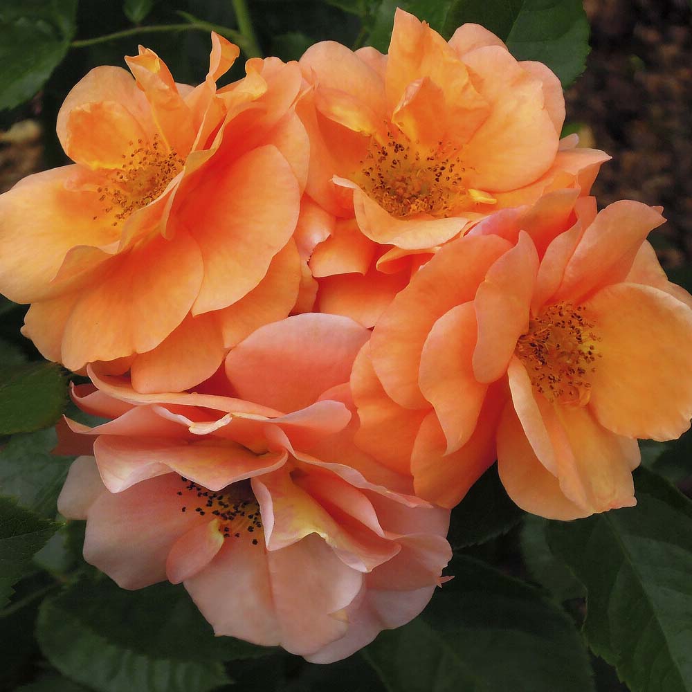 'Together Forever' Floribunda Rose – Roots Plants