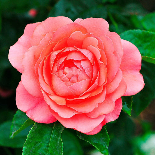 Palace Avila' Patio Shrub Rose Shrubs