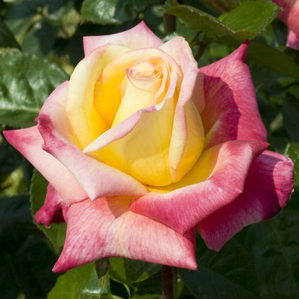 Love and Peace' Hybrid Tea Rose Shrubs